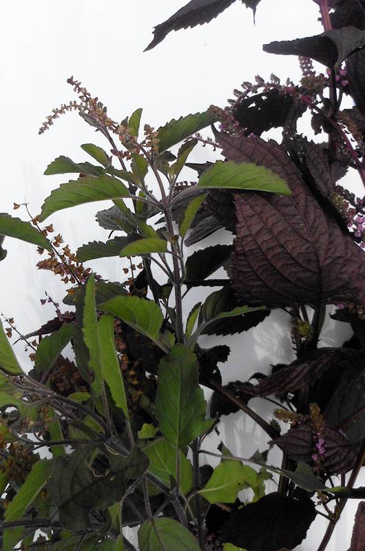 2015.9/21 クリシュナとシソ