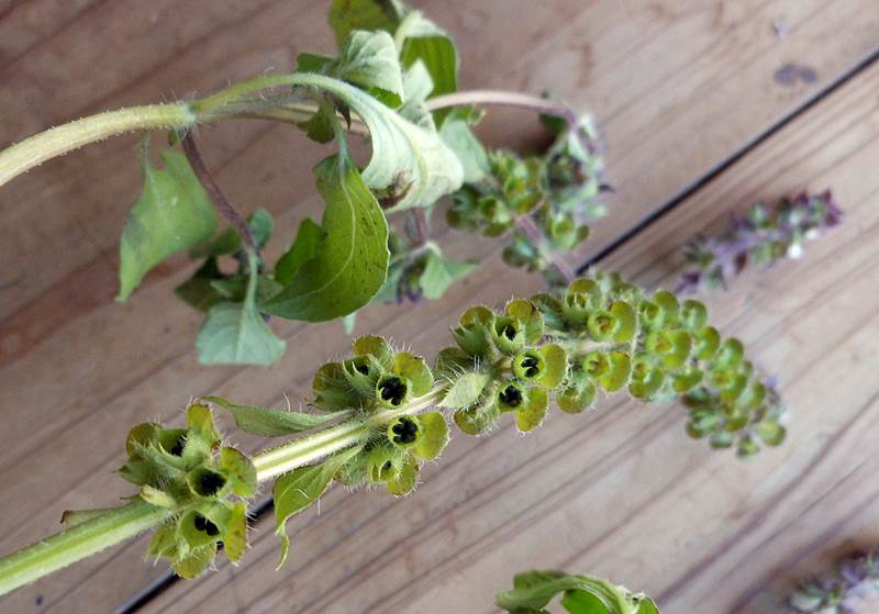 2015.10/2  ホーリーバジル