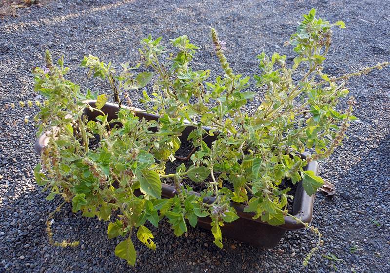 2015.10/5 ホーリーバジル