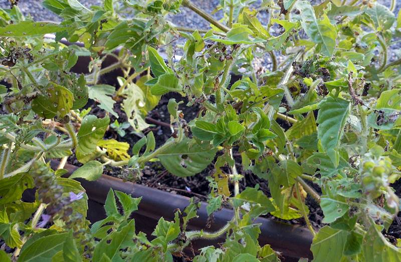 2015.10/5 ホーリーバジル